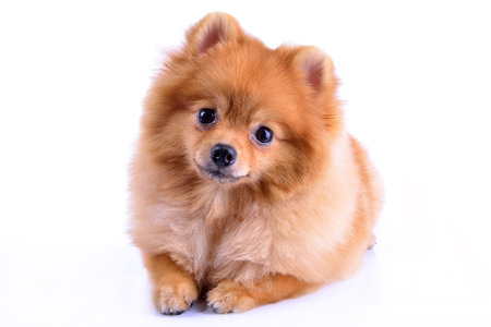 pomeranian dog isolated on white backgroundの写真素材