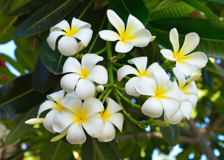 Frangipani tropical flowers, Plumeria flowersの写真素材