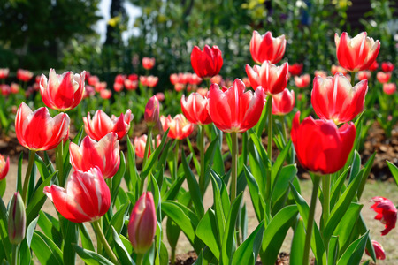 Beautiful red tulip flower, tulip in the garden fieldの写真素材