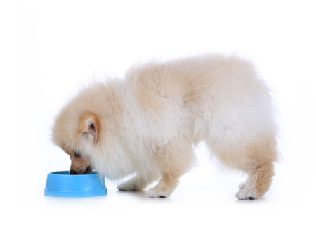 White pomeranian puppy dog eating food isolated on white backgroundの写真素材