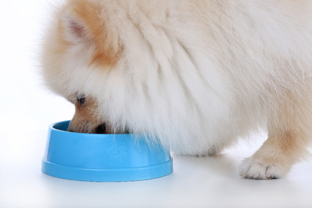 White pomeranian puppy dog eating food isolated on white backgroundの写真素材