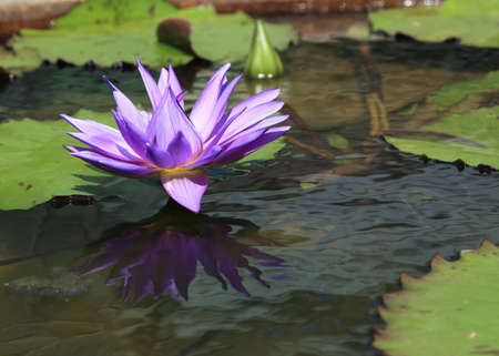 lotus flower in pond, tropical flower in gardenの写真素材
