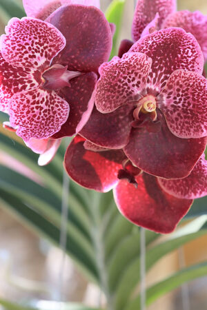 purple orchid flowers in gardenの写真素材