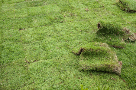 New grass, planting new sod grass in the gardenの写真素材