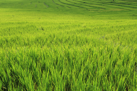 agriculture of asia, terrace green rice fields of farming seasonの写真素材