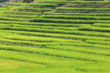 agriculture of asia, terrace green rice fields of farming seasonの写真素材
