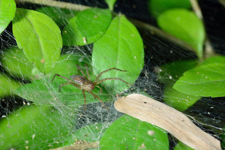 Spider cobweb on green leafの写真素材