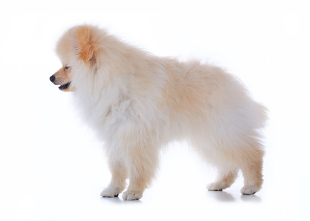 cute pet, pomeranian grooming dog isolated on white backgroundの写真素材
