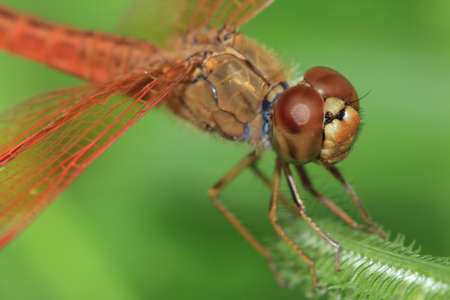 beautiful red dragonfly, small wildlife in naturalの写真素材