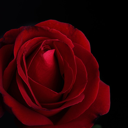 Red rose flower on black の写真素材