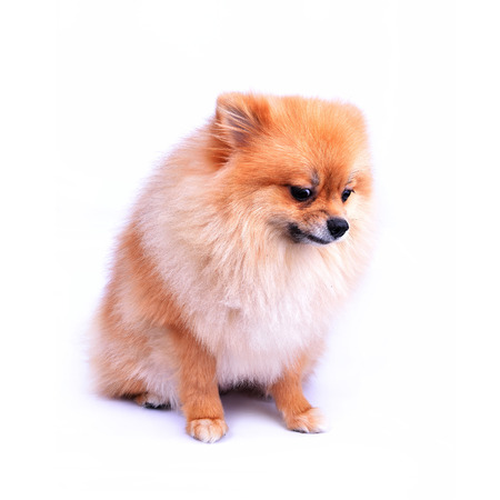 cute pet, pomeranian puppy dog isolated on white の写真素材