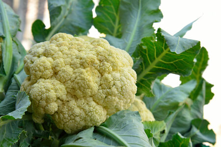 cauliflower in the vegetable basketの写真素材