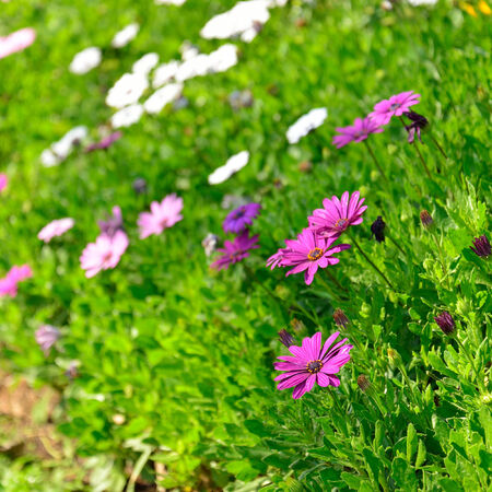 purple flowers in the spring summer gardenの写真素材