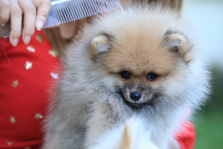 cute pet, puppy pomeranian grooming dogの写真素材