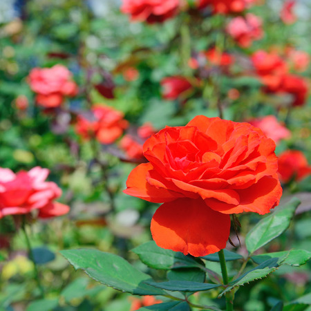 red rose flowers in gardenの写真素材