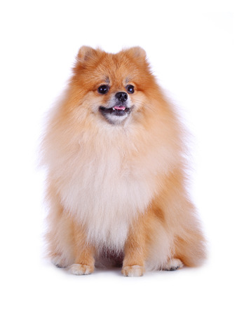 cute pet, brown pomeranian grooming dog isolated on white の写真素材