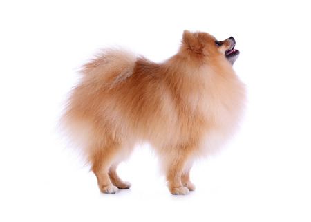 cute pet, brown pomeranian grooming dog isolated on white の写真素材