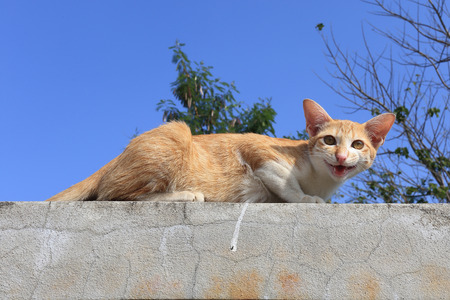 Red cat sitting on the cement fenceの写真素材