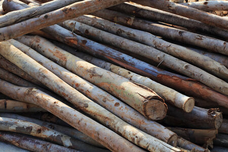 Pile of old wood sticksの写真素材