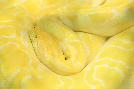 Tiger albino python snake, yellow viperの写真素材