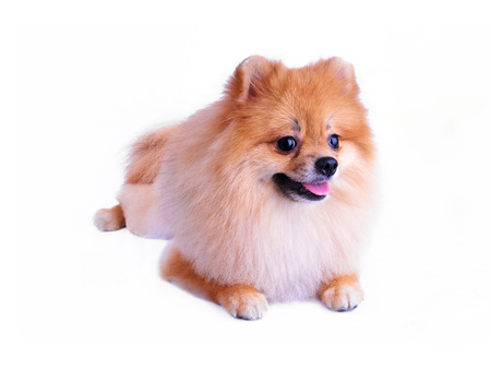 pomeranian puppy dog grooming lion design isolated on white background, cute pet indoorの写真素材