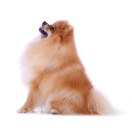 cute pet, brown pomeranian grooming dog isolated on white backgroundの写真素材