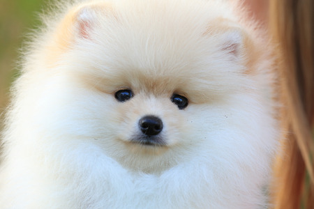 cute pet, closeup face puppy pomeranian dogの写真素材