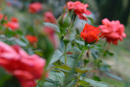 red rose flowers in gardenの写真素材