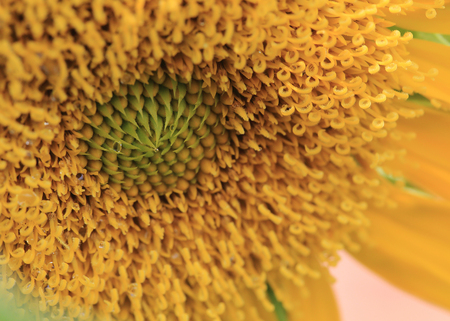 closeup pollen of sunflower with dew drops waterの写真素材
