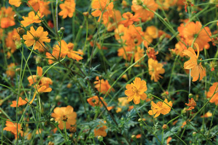 Beautiful orange flowers in green field gardenの写真素材