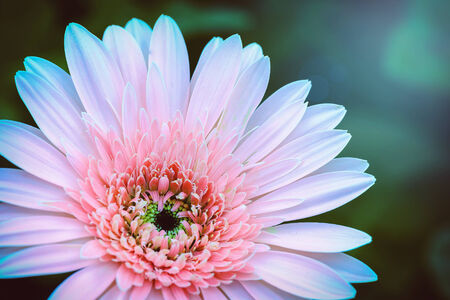 Beautiful pink flowers in the sunshineの写真素材