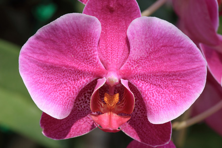 pink orchid flowers in gardenの写真素材