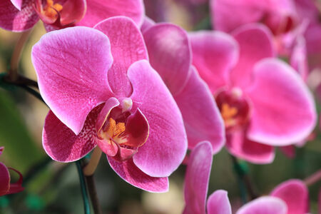 pink orchid flowers in gardenの写真素材