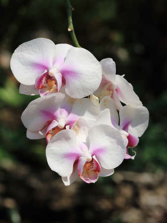 white orchid tropical flowers in gardenの写真素材