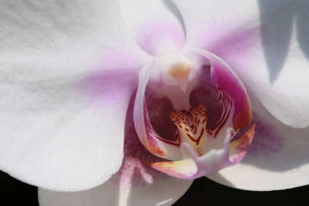 white orchid tropical flowers in gardenの写真素材