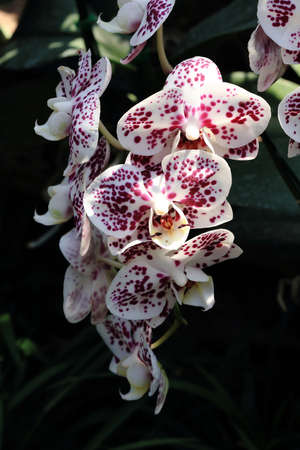 white orchid tropical flowers in gardenの写真素材