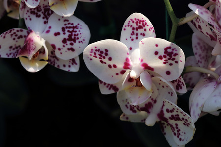 white orchid tropical flowers in gardenの写真素材