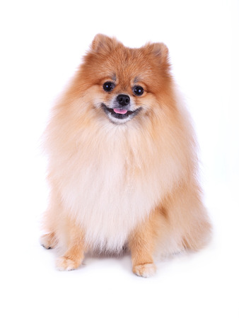 cute pet, brown pomeranian grooming dog isolated on white backgroundの写真素材