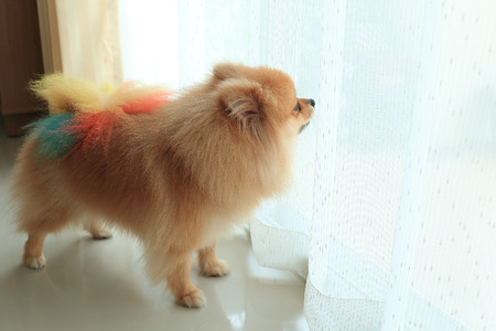 pomeranian dog alone in home, cute pet in houseの写真素材