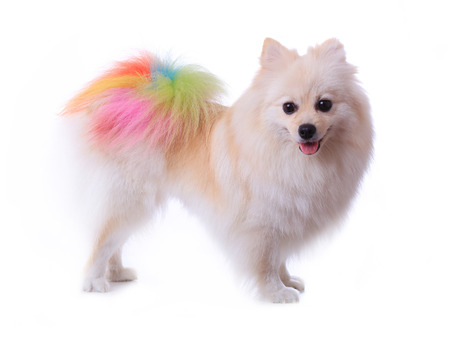 white pomeranian dog grooming colorful tail isolated on white background, cute pet in homeの写真素材