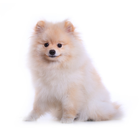 white pomeranian puppy dog  isolated on white background, cute petの写真素材