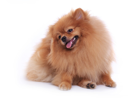 pomeranian dog isolated on white background, cute pet in homeの写真素材