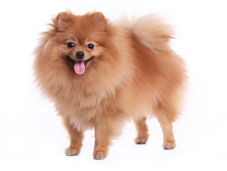 brown pomeranian dog isolated on white background, cute pet in homeの写真素材