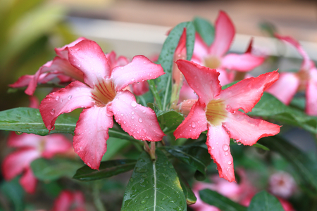 pink flowers with water drops on petal, desert rose flowersの写真素材
