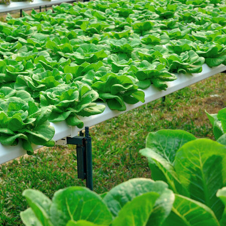 green lettuce, cultivation hydroponics green vegetable in farmの写真素材