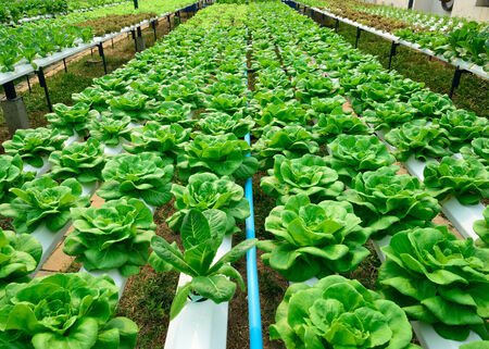 green lettuce, cultivation hydroponics green vegetable in farmの写真素材