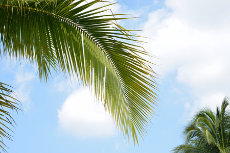 Coconut palm trees under blue skyの写真素材