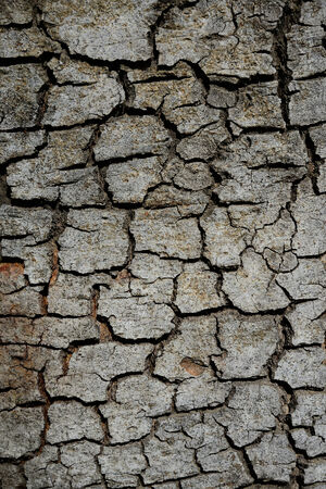 Tree bark texture backgroundの写真素材