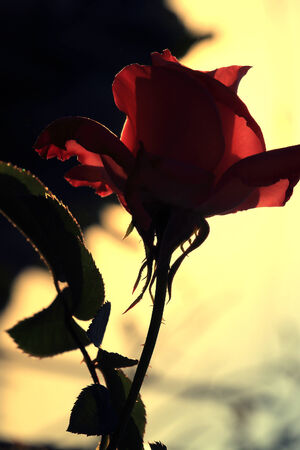silhouette red rose flower in sunlightの写真素材