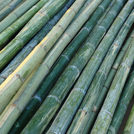 green bamboo for industry constructionの写真素材
